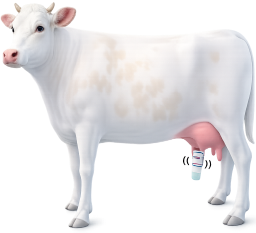 AntiMastitor device being used on dairy cow