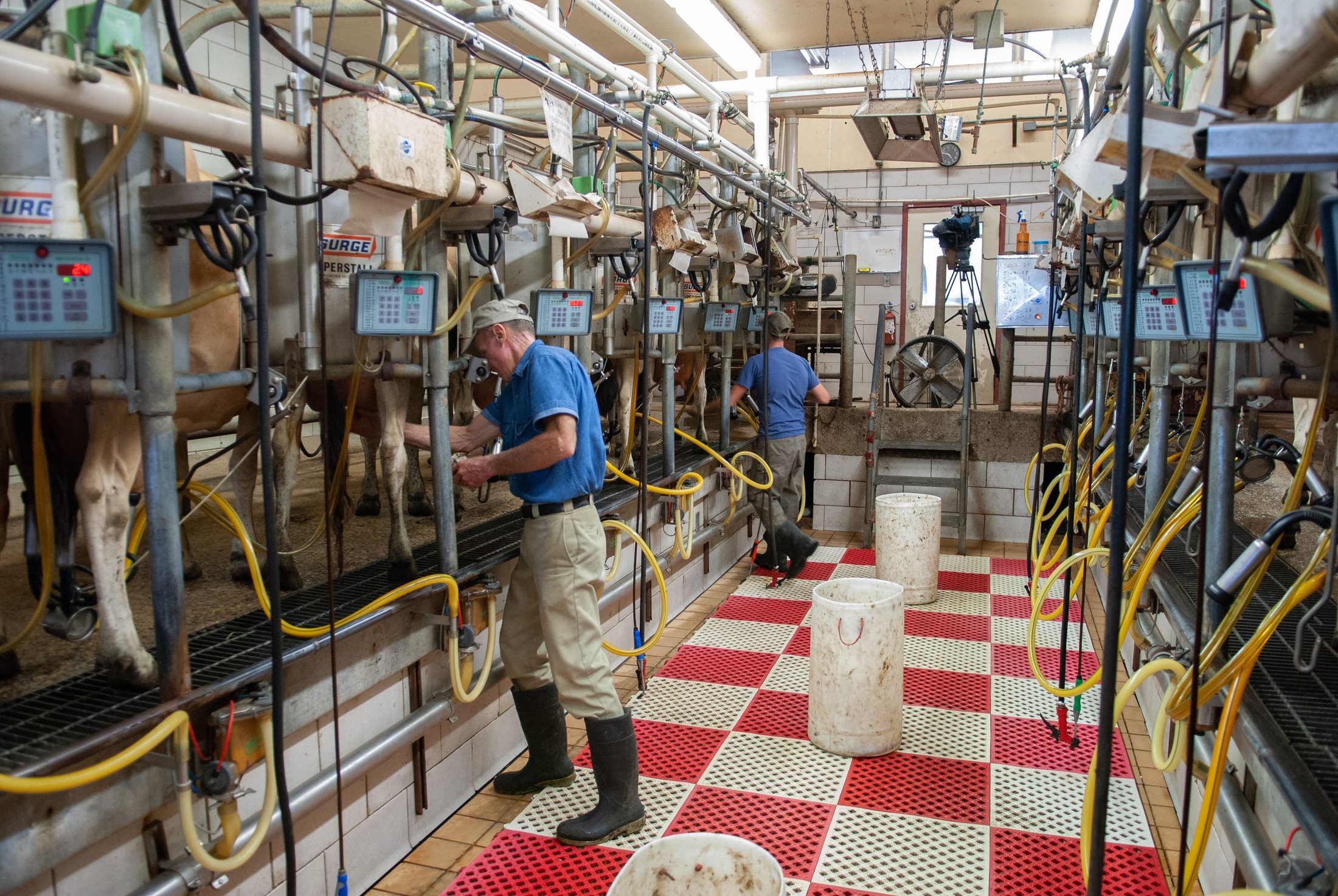 Dairy workers operating milking equipment beside cows in a working parlor