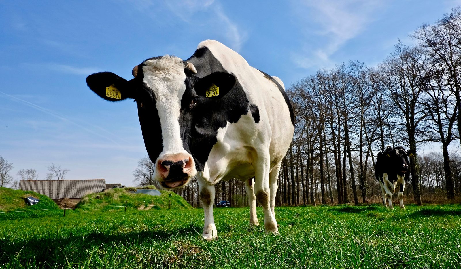 Close portrait of a Holstein dairy cow in a green pasture